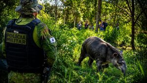 Grupo EPR - Mês do Meio Ambiente: EPR Litoral Pioneiro realiza atendimentos a animais feridos encontrados nas rodovias Grupo EPR - Mês do Meio Ambiente: EPR Litoral Pioneiro realiza atendimentos a animais feridos encontrados nas rodovias