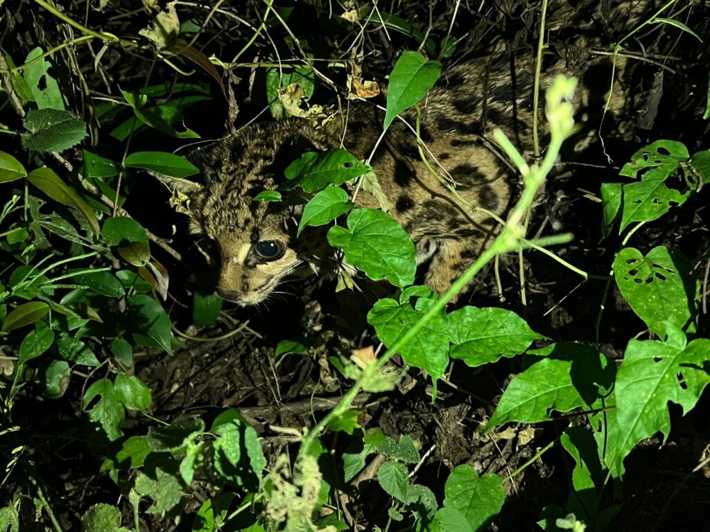 Grupo EPR - Mês do Meio Ambiente: EPR Litoral Pioneiro realiza atendimentos a animais feridos encontrados nas rodovias Grupo EPR - Mês do Meio Ambiente: EPR Litoral Pioneiro realiza atendimentos a animais feridos encontrados nas rodovias