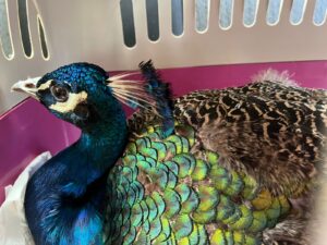 Grupo EPR - Mês do Meio Ambiente: EPR Litoral Pioneiro realiza atendimentos a animais feridos encontrados nas rodovias Grupo EPR - Mês do Meio Ambiente: EPR Litoral Pioneiro realiza atendimentos a animais feridos encontrados nas rodovias